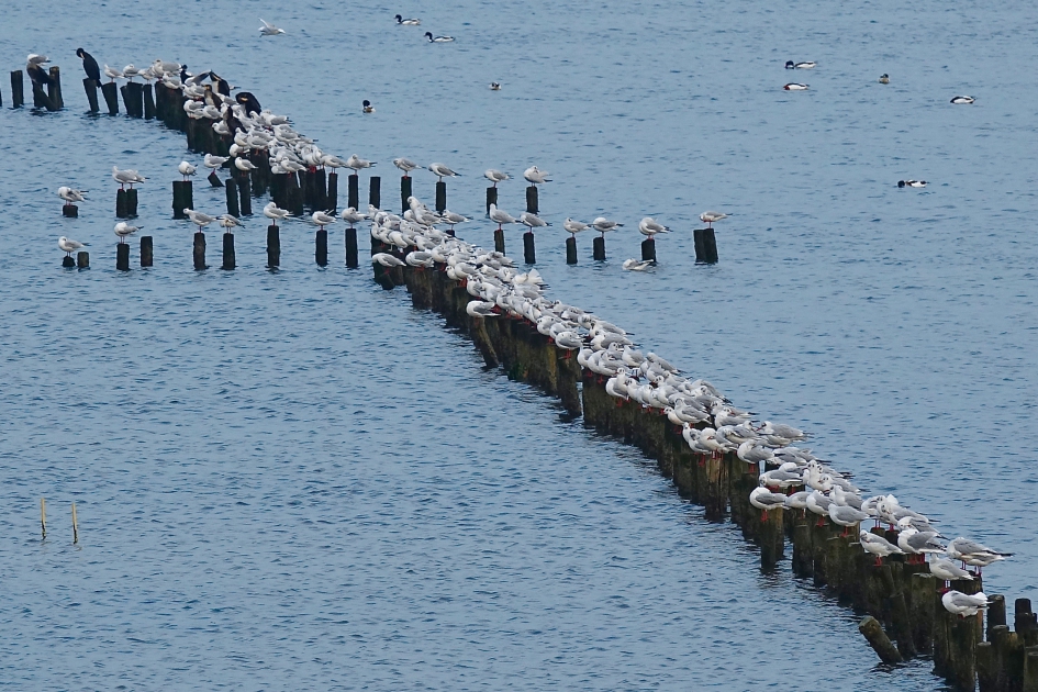 Kokmeeuwen verzamelen - Vogels - Kokmeeuw