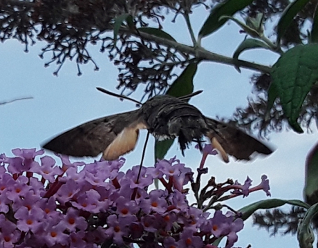 Kolibrivlinder in het Larserbos