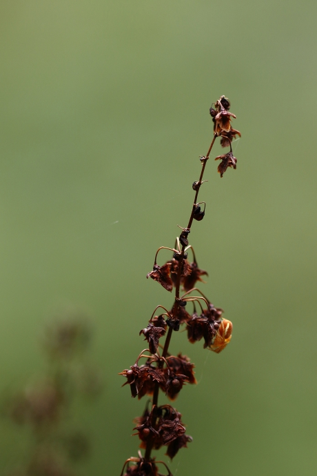 komkommerspin -nimf-