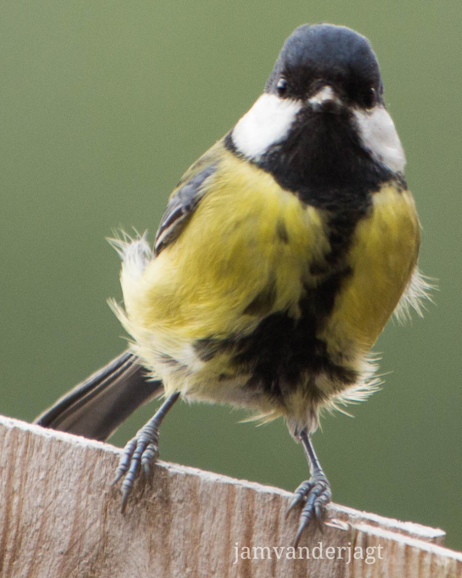 Koolmees op bezoek - Vogels - Koolmees