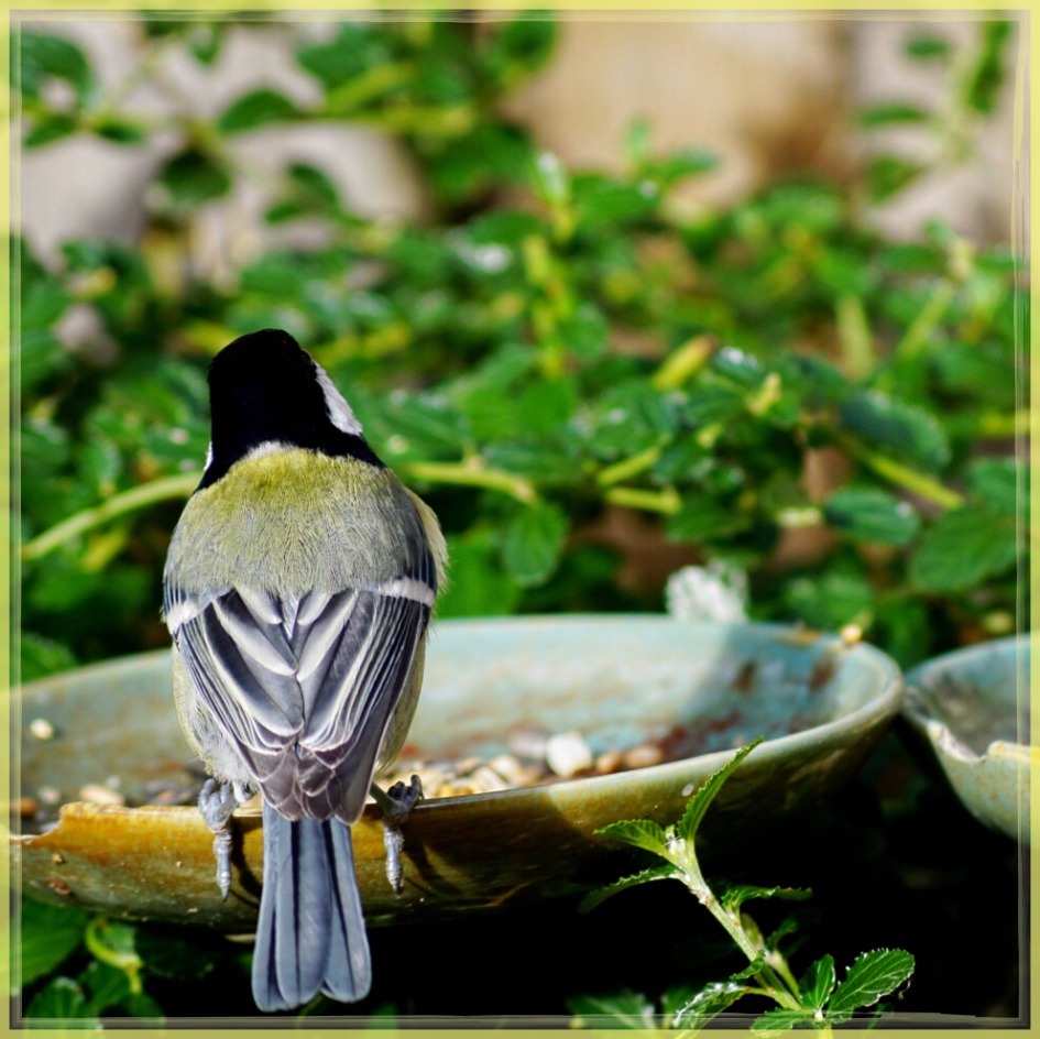 Koolmeesje - Vogels - 