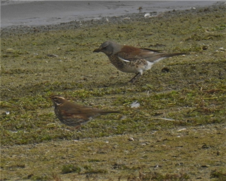 Koperwiek en kramsvogel samen op de foto