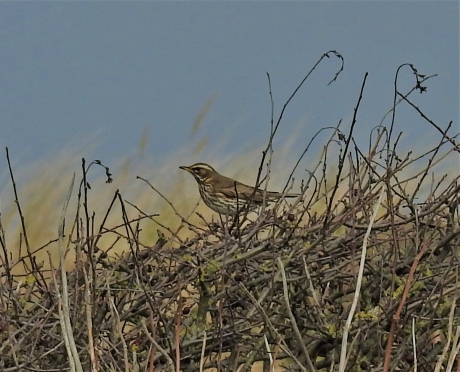 Koperwiek in het struweel