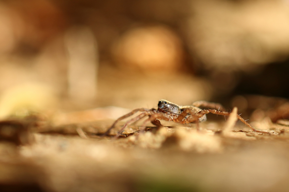 kraamwebspin - Geleedpotigen - 