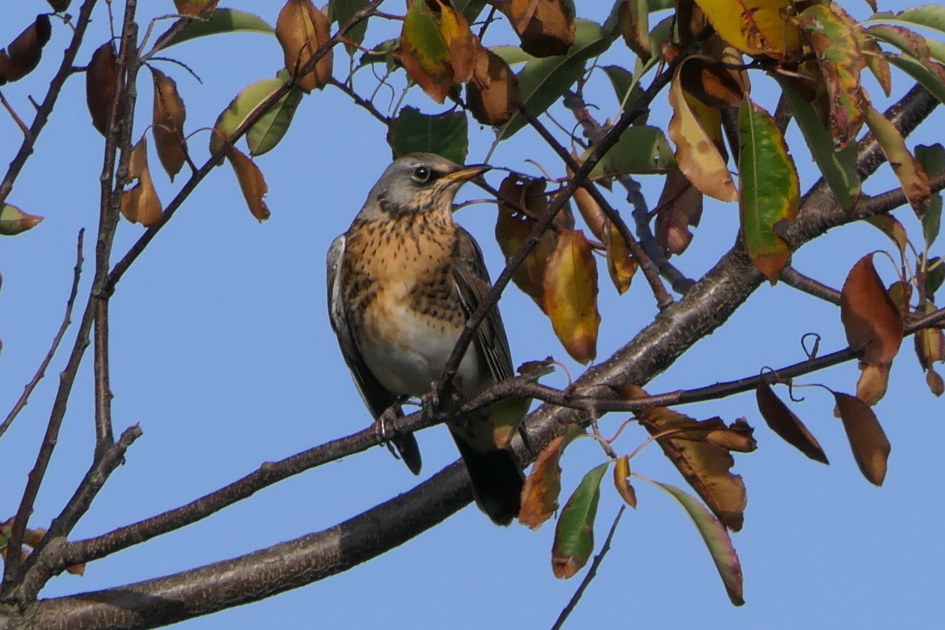 Kramsvogel - Vogels - Kramsvogel