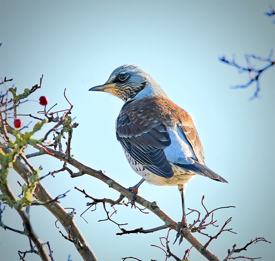 Kramsvogel - Vogels - Kramsvogel