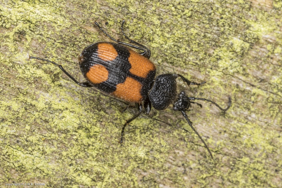 Kruissmalkop of kruisloopkever - Geleedpotigen - Kruissmalkop of kruisloopkever