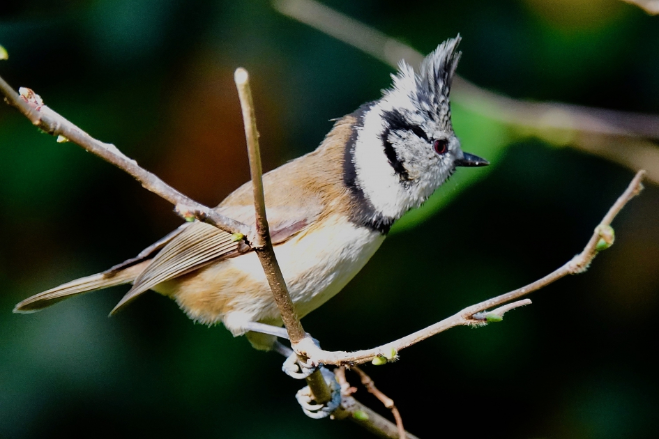 Kuifmees - Vogels - Kuifmees