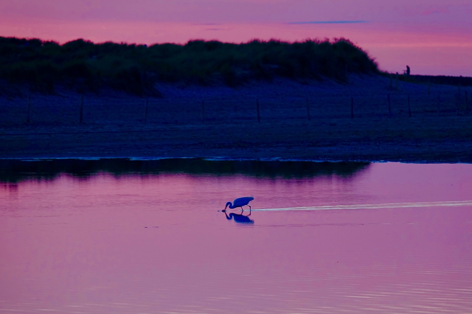 Laatste vangst voordat het te donker is - Vogels - Kleine Zilverreiger