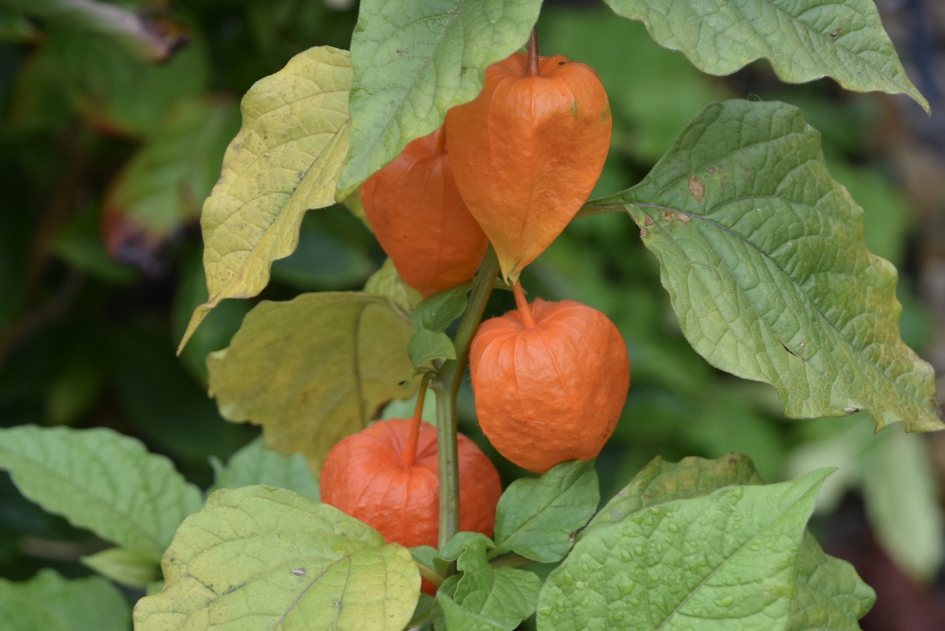 Lampionnetjes - Planten - 