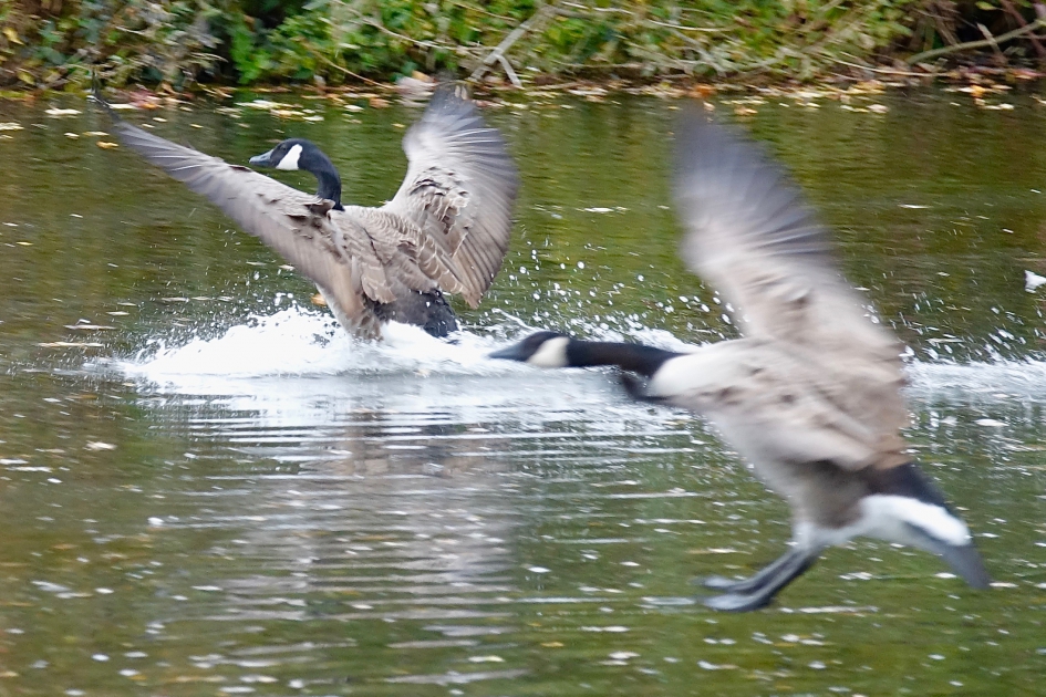 Landingsactie - Vogels - Canadese Gans