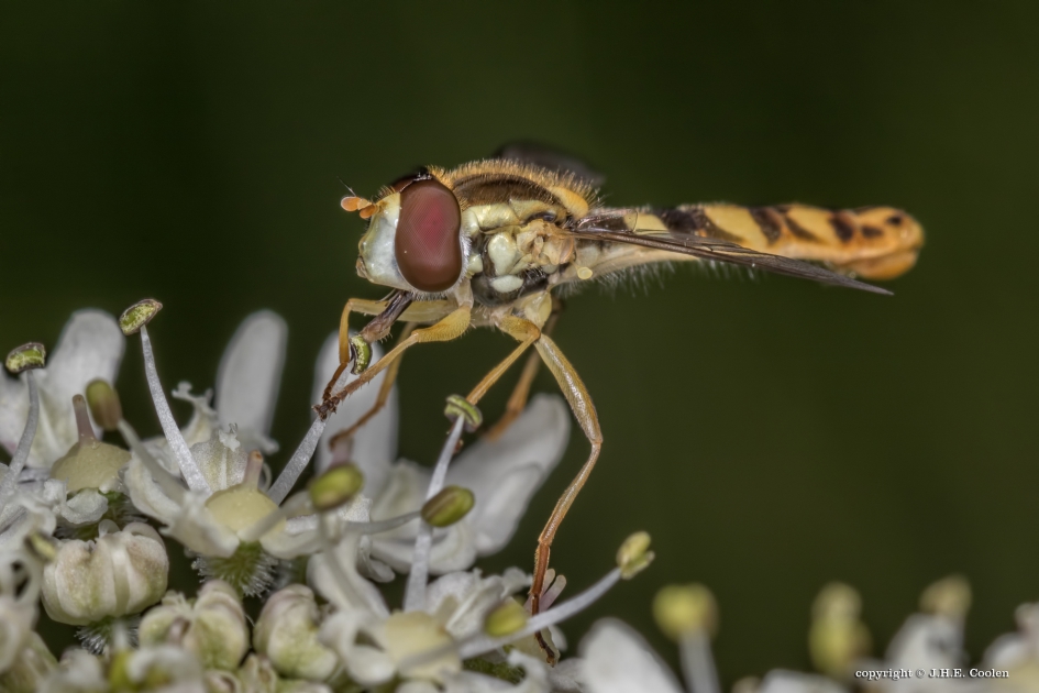 Langlijfje - Geleedpotigen - Langlijfje