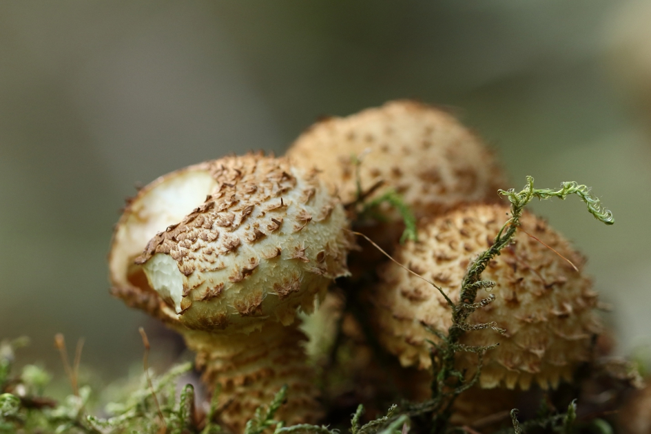 lekker knus - Schimmels - paddenstoel