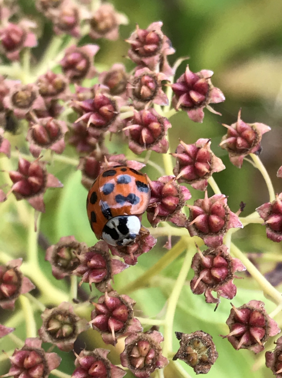 LHB’tje - Geleedpotigen - 