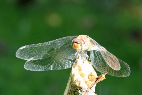 Libel in 't oktoberzonnetje