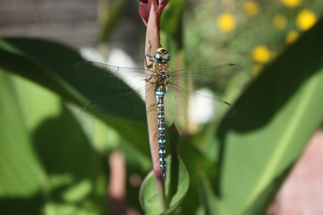 Libelle op een Canna