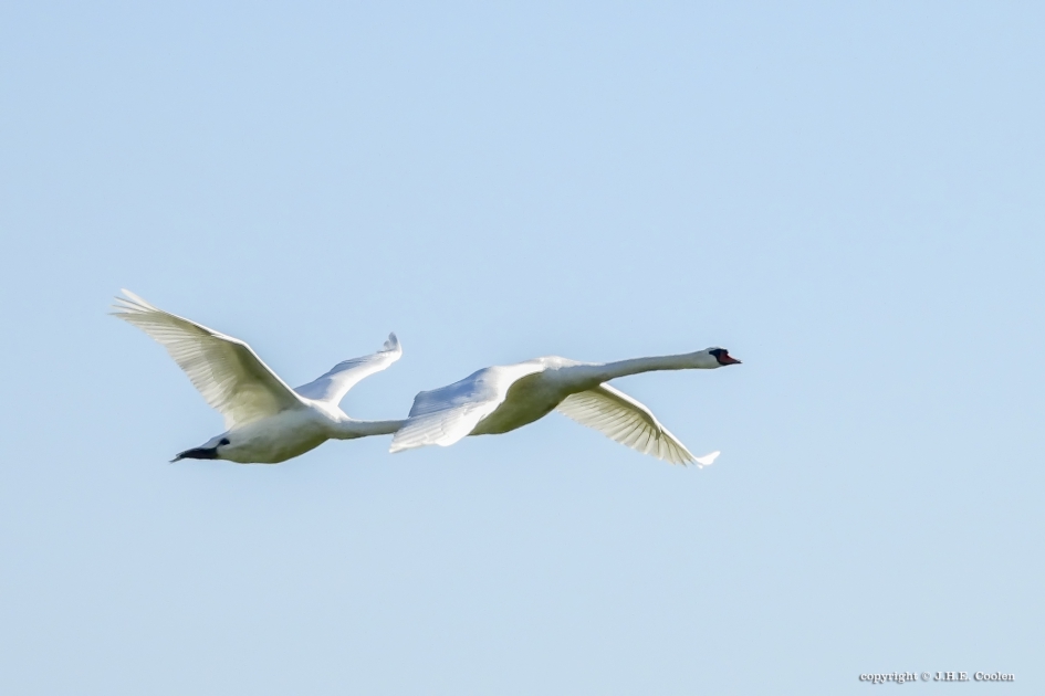 Libellengedrag - Vogels - Knobbelzwaan