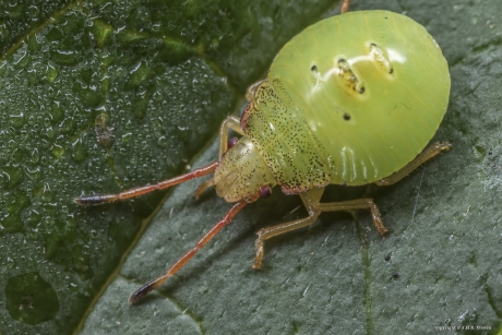 Meidoornkielwants nimf