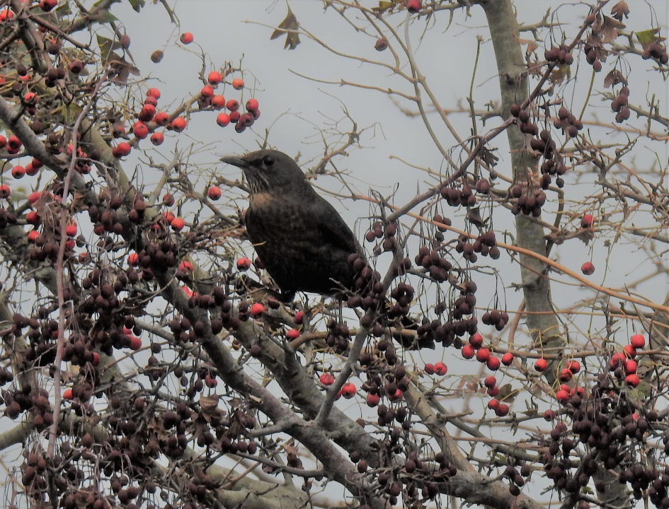 Merelvrouwtje  tussen de bessenstruiken in de duinen. - Vogels - Merel