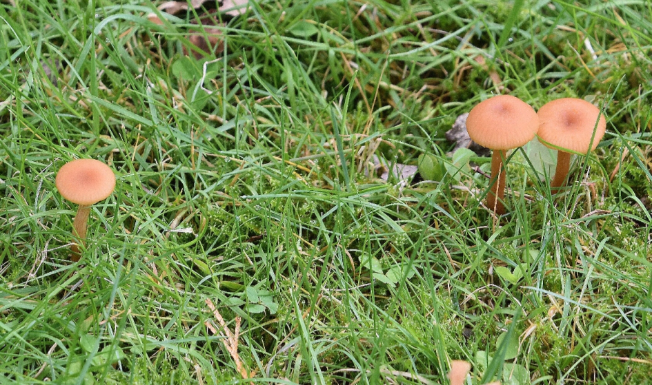 Mini paddenstoeltjes - Schimmels - 