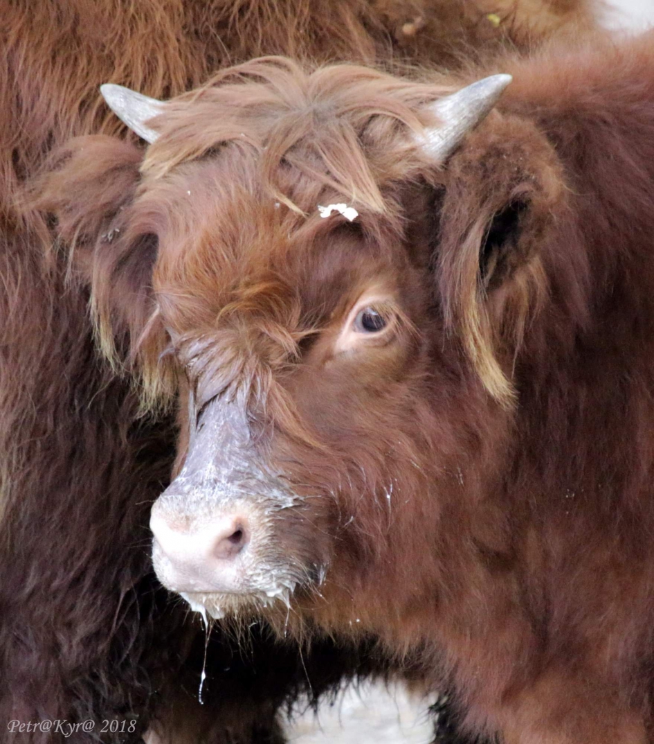 Mmmmelk - Zoogdieren - 