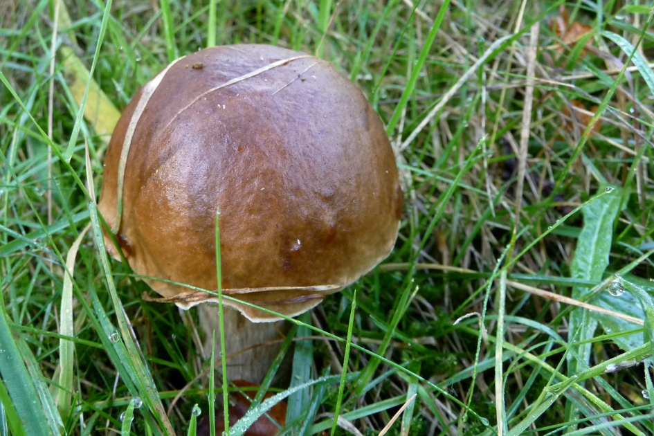 Mooi glimmend - Schimmels - 