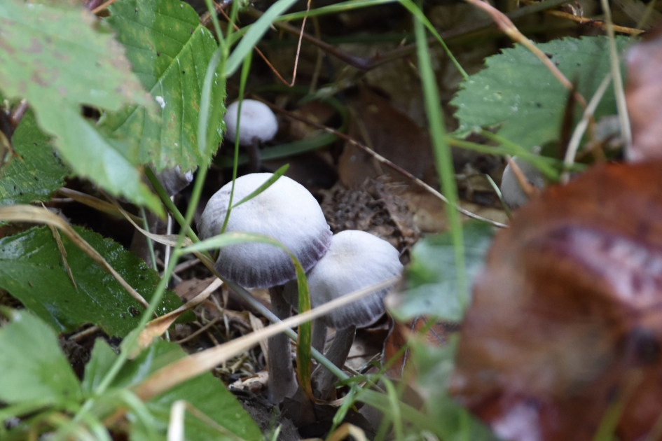 Mooi wit - Schimmels - 