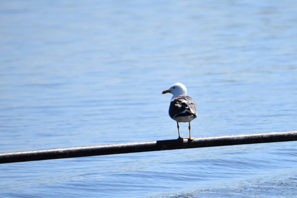 Mooi zicht - Vogels - 