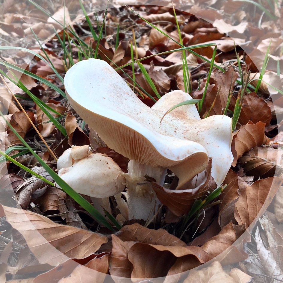 Mooie paddenstoel - Schimmels - 