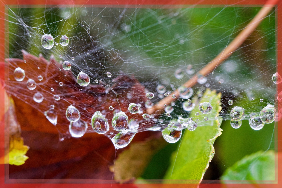 Mooie regendruppels - Geleedpotigen - 