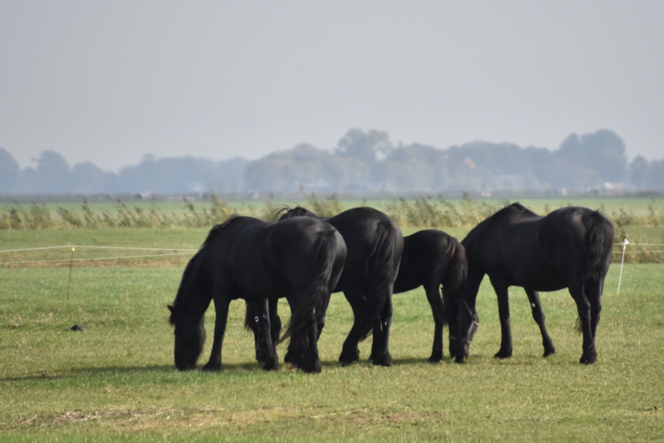 Mooie zwarte paarden - Zoogdieren - 