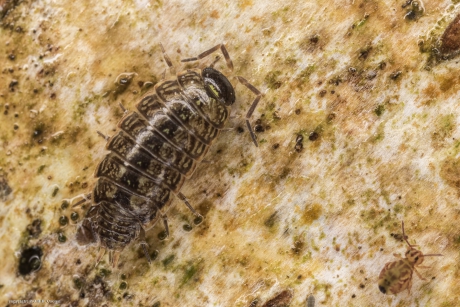 Mospissebed en springstaartje