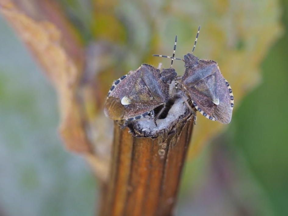 Tête à tête - Geleedpotigen - Bessenwants