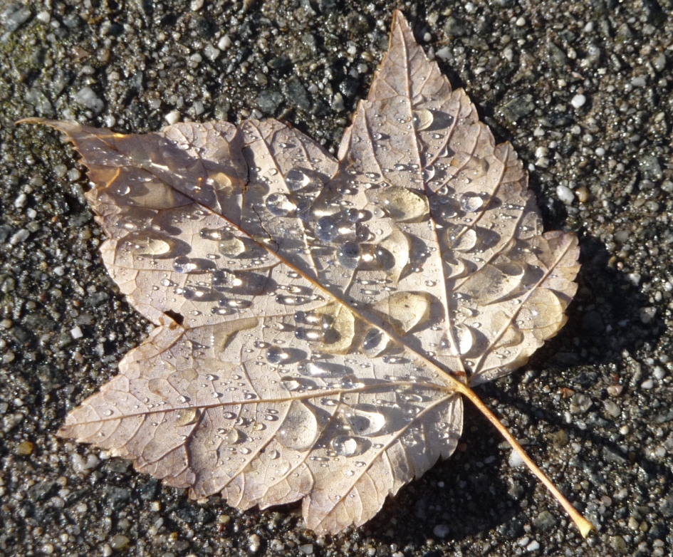 Na de regen - Planten - 