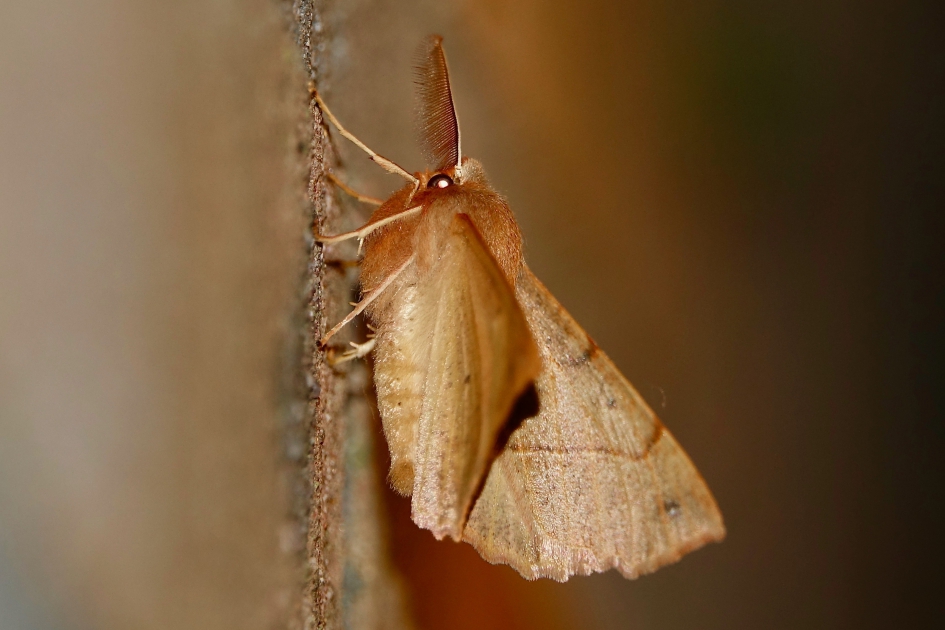 Nachtvlinder onder de tuinlamp - Geleedpotigen - Nachtvlinder
