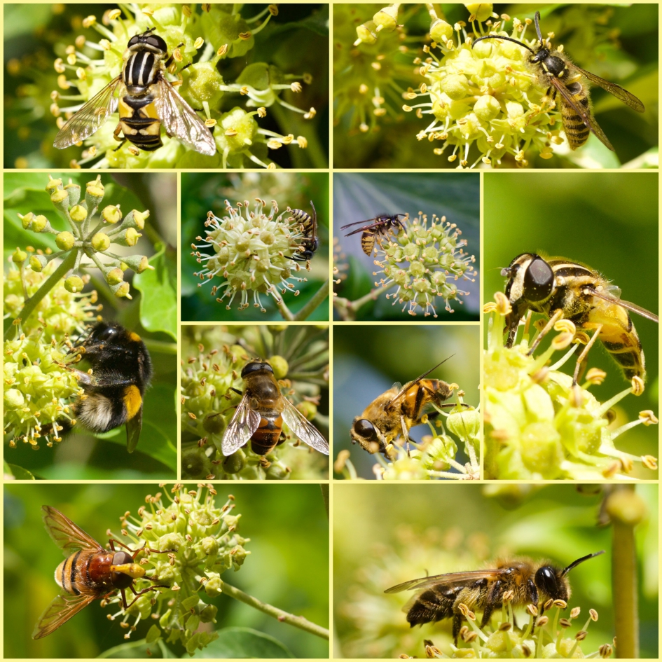 Nectarparadijs! - Geleedpotigen - 