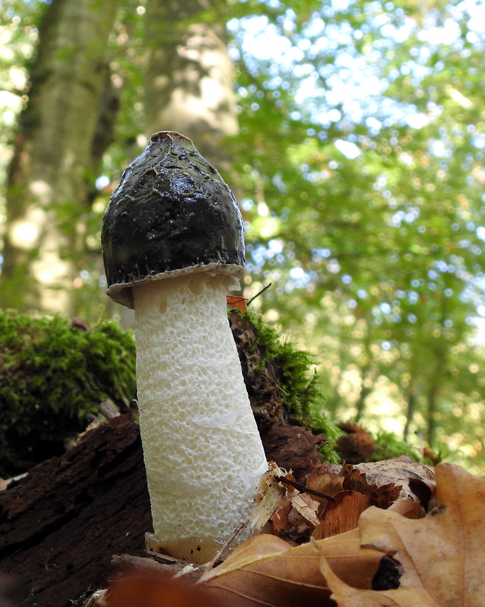 Net uit het ei - Schimmels - Grote stinkzwam