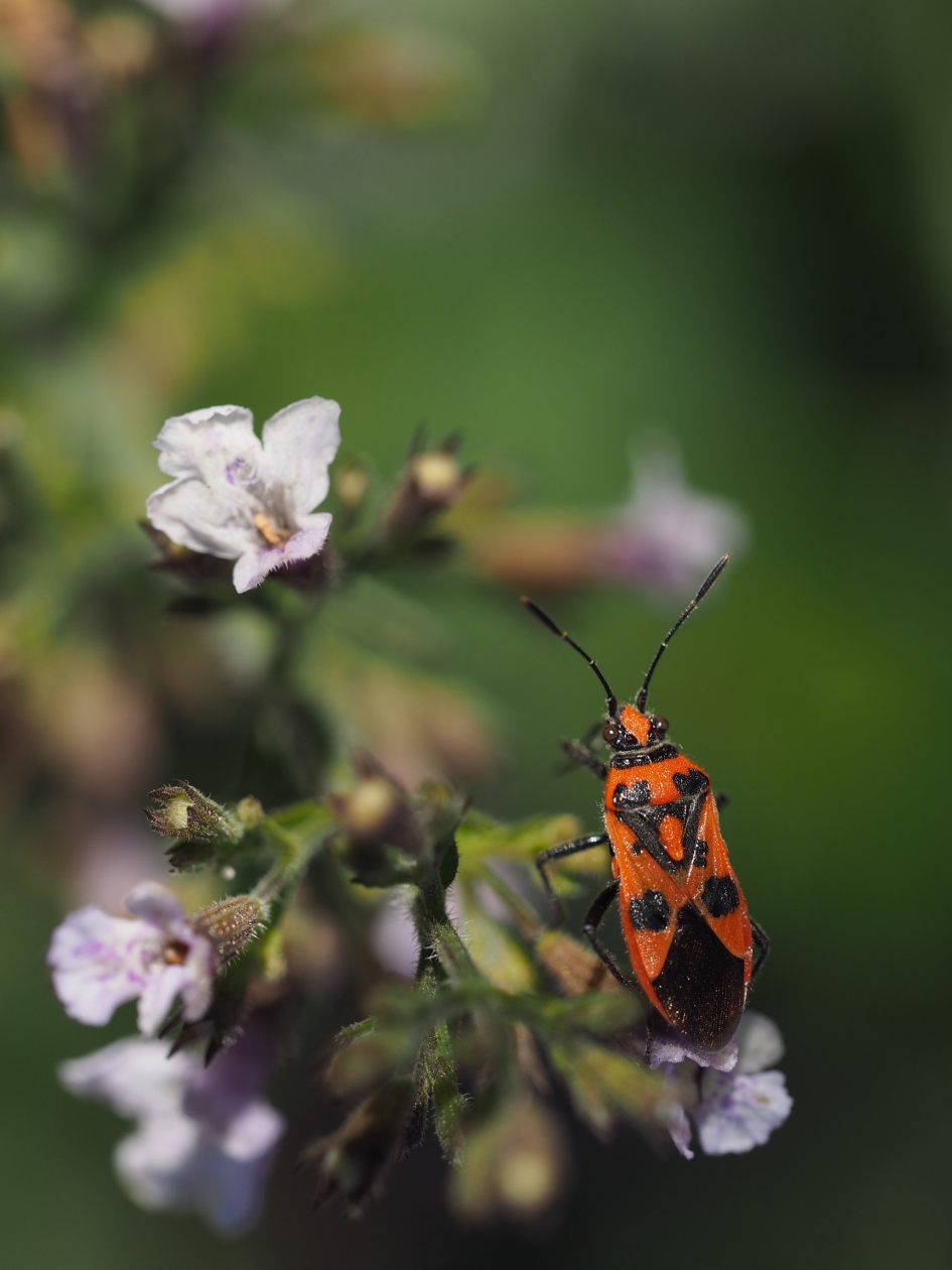 Nog actief - Geleedpotigen - Kaneelwants