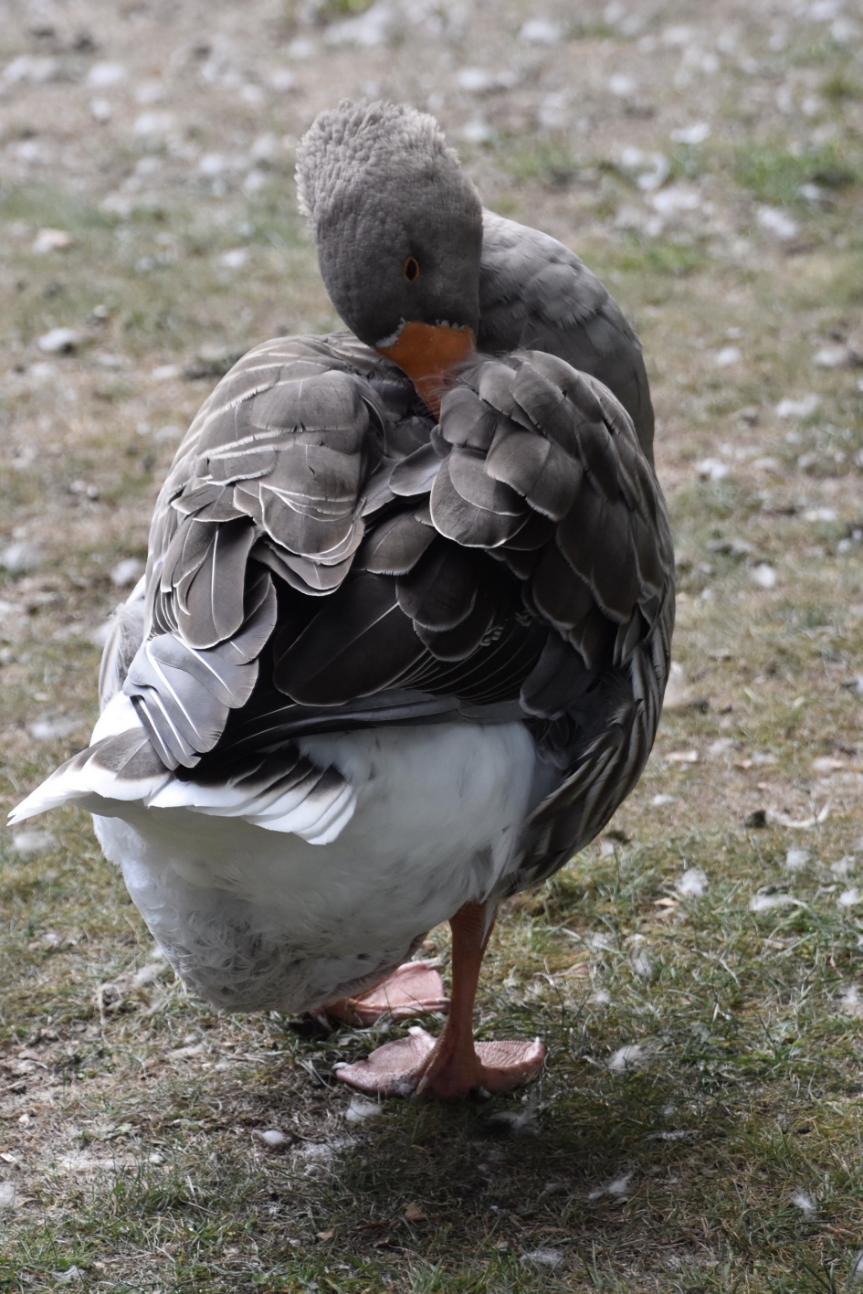 Nog een keertje - Vogels - 