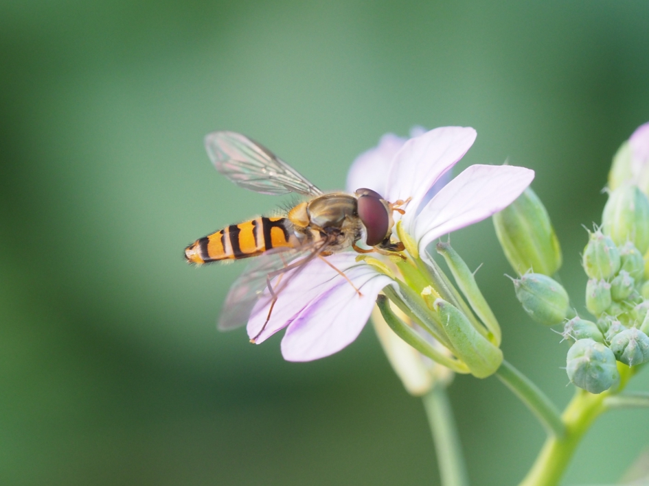 Nog steeds wordt er gevlogen - Geleedpotigen - Zweefvlieg