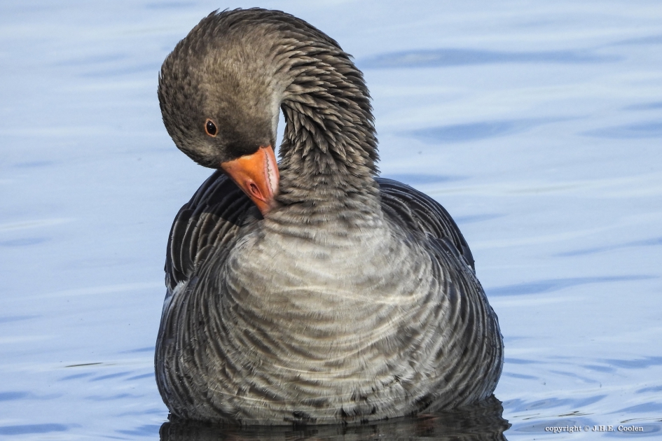 Onderhoudt - Vogels - Grauwe gans
