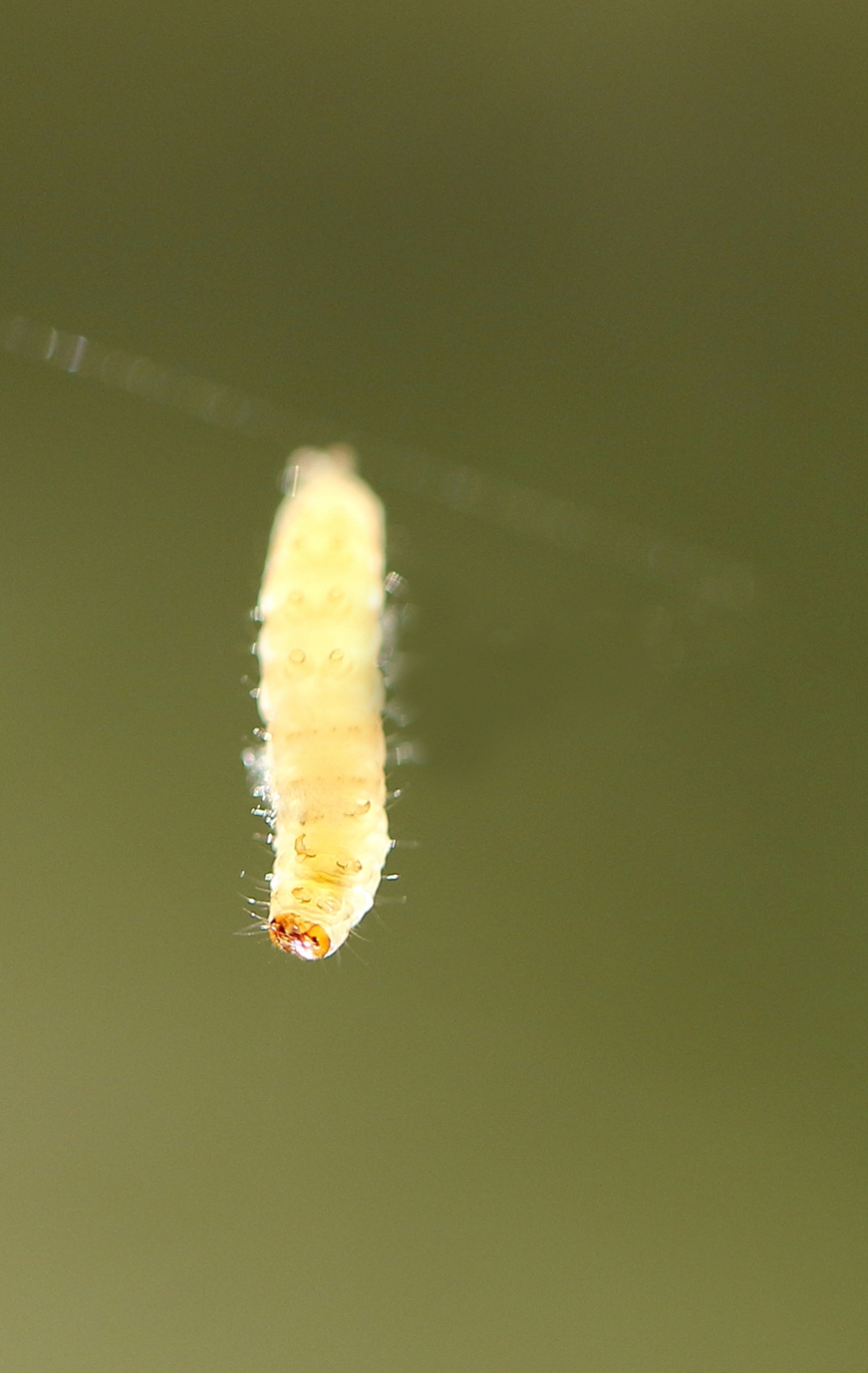 ontspannen spanner - Geleedpotigen - spanner [nachtvlinder]
