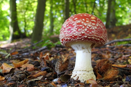 Onweerstaanbaar voor kabouters