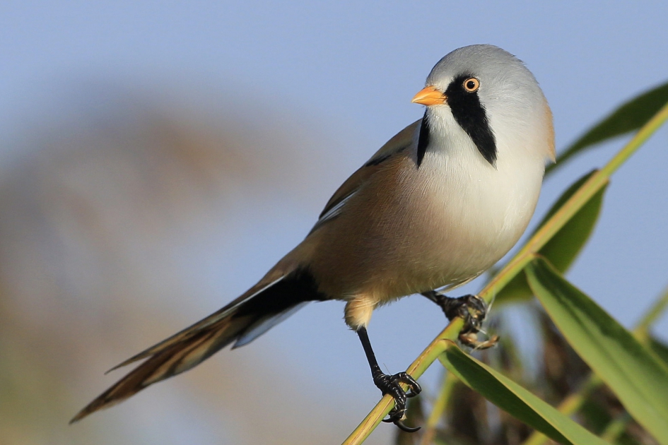 Oog in oog ... - Vogels - Baardmannetje