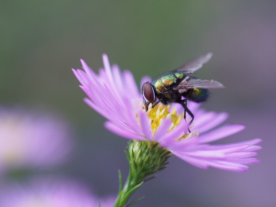 Op de herfstaster - Geleedpotigen - Groene vleesvlieg
