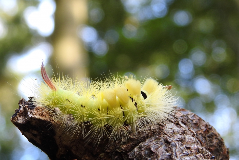 Op zoek naar een veilige plek - Geleedpotigen - Meriansborstel