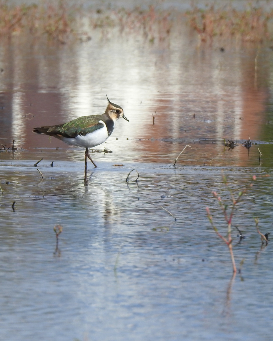 Op zoek naar wormen - Vogels - Kievit