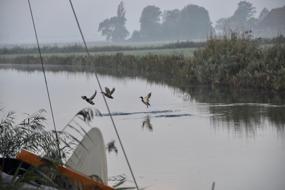 Opvliegende eenden - Vogels - 