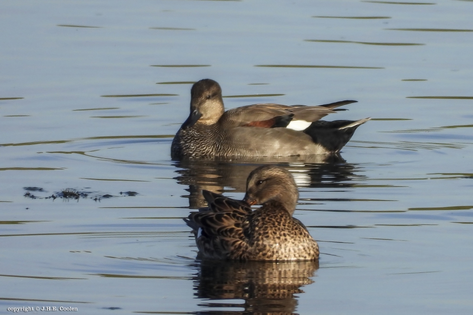 Paartje krakeenden - Vogels - Krakeend