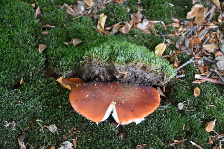 Paddenstoel drukt het mos omhoog - Schimmels - 